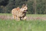 BOUVIER DES ARDENNES 097